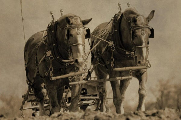 Carriages & Wagons: Working Horses by Dan Sproul