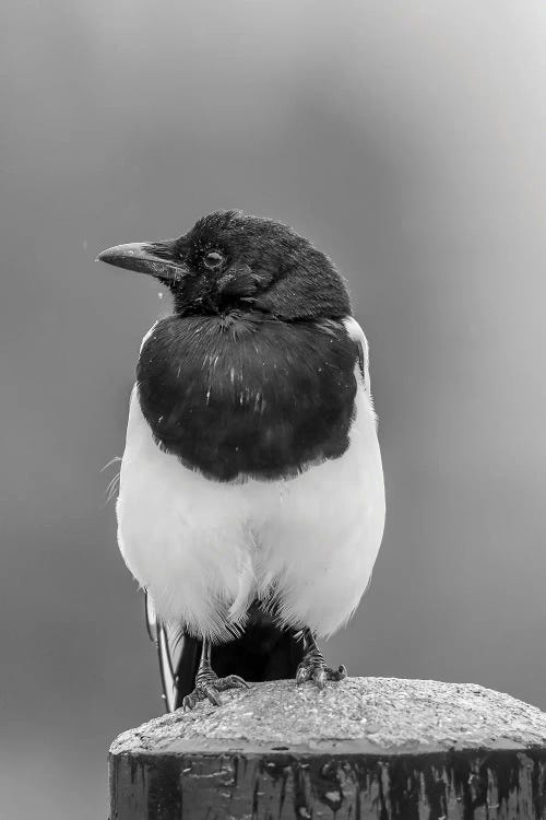 Magpie In Rain