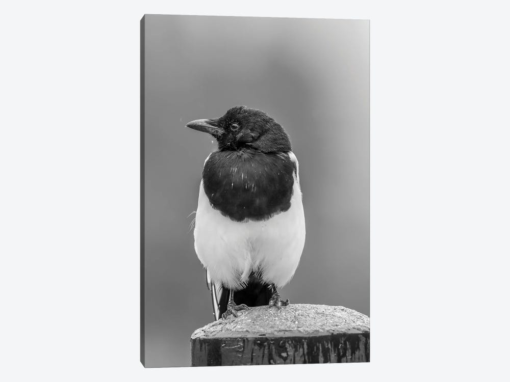 Magpie In Rain by Dan Sproul 1-piece Art Print