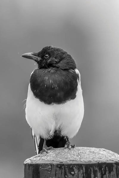 Magpies: Magpie In Rain by Dan Sproul