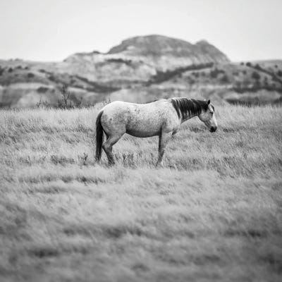Wild Horse In The Badlands by Dan Sproul canvas print