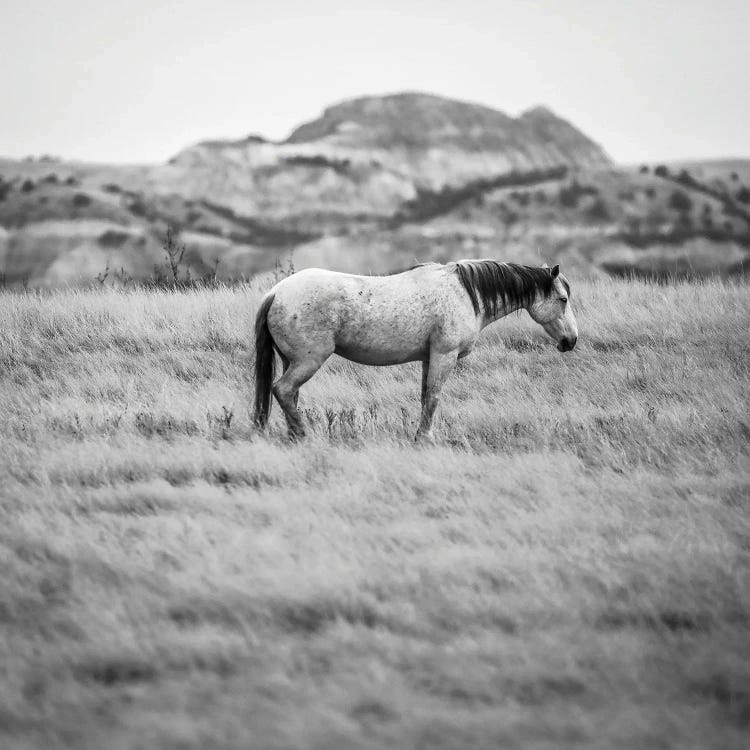 Wild Horse In The Badlands