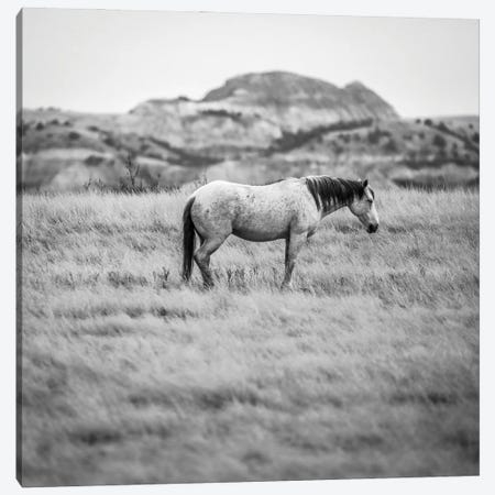 Wild Horse In The Badlands Canvas Print #DSP214} by Dan Sproul Canvas Wall Art