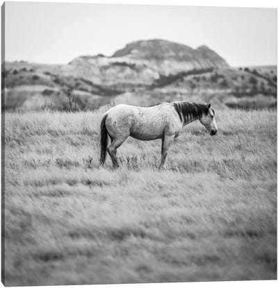 Wild Horse In The Badlands Canvas Art Print - Badlands National Park Art