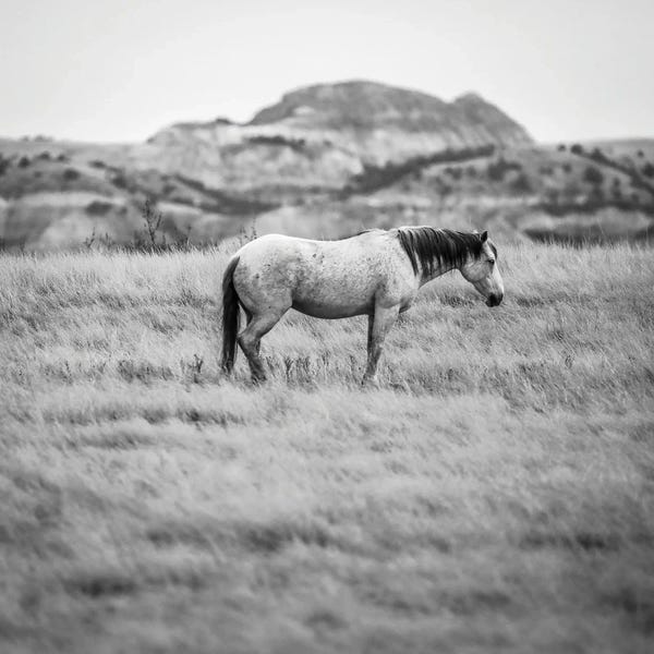 Badlands National Park: Wild Horse In The Badlands by Dan Sproul