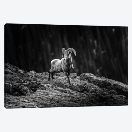 Rocky Mountain Bighorn Canvas Print #DSP215} by Dan Sproul Canvas Artwork