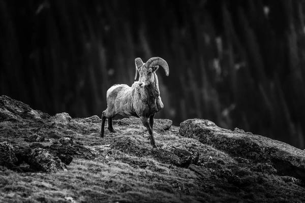 Rams: Rocky Mountain Bighorn by Dan Sproul
