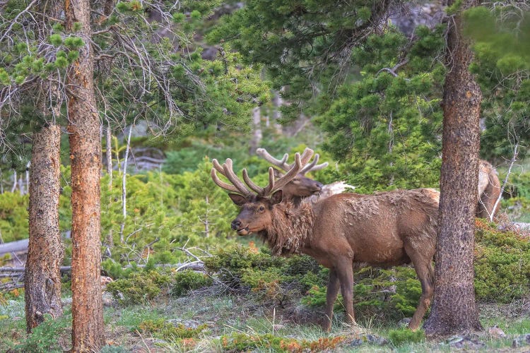 Rocky Mountain Elk