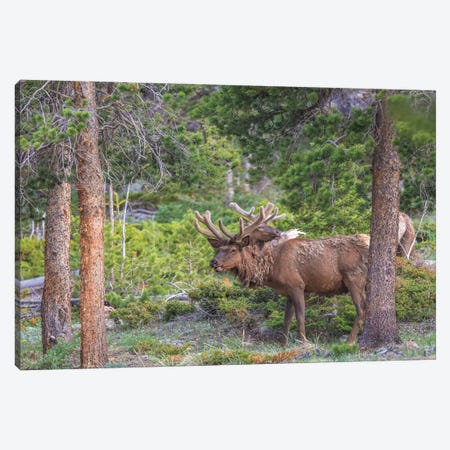Rocky Mountain Elk Canvas Print #DSP216} by Dan Sproul Canvas Wall Art