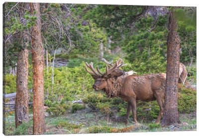 Rocky Mountain Elk Canvas Art Print - Rocky Mountain National Park Art