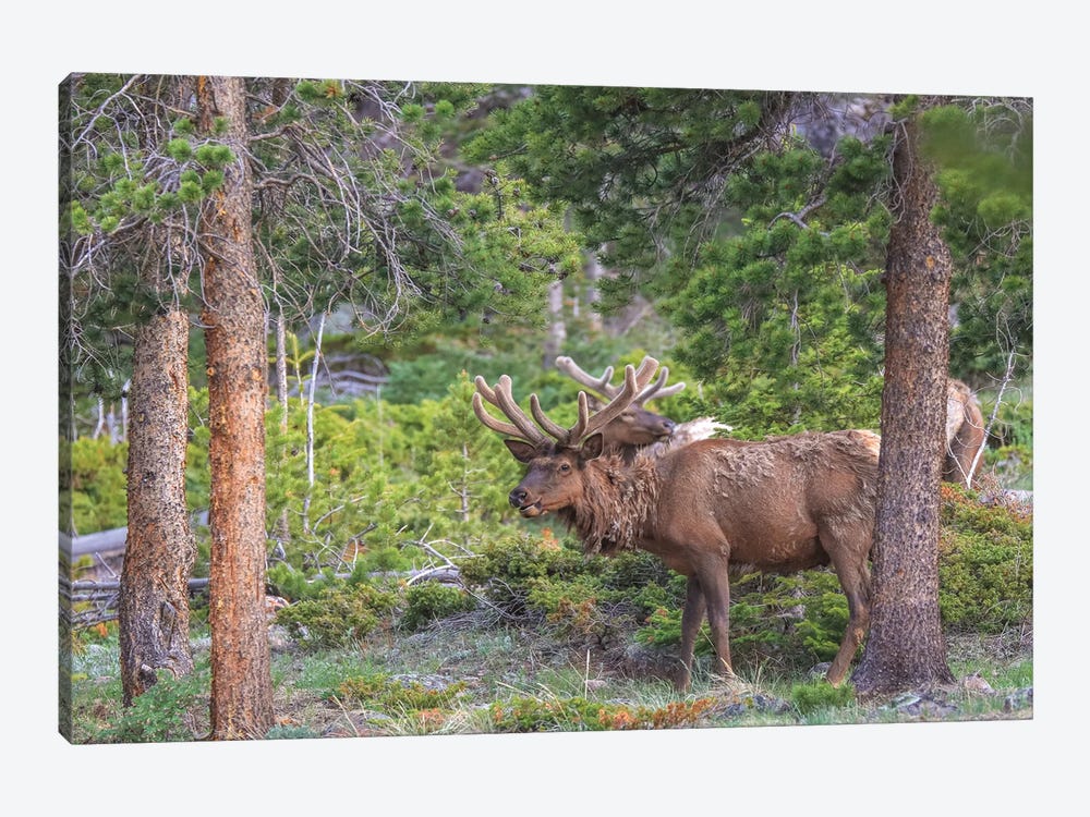 Rocky Mountain Elk by Dan Sproul 1-piece Canvas Print