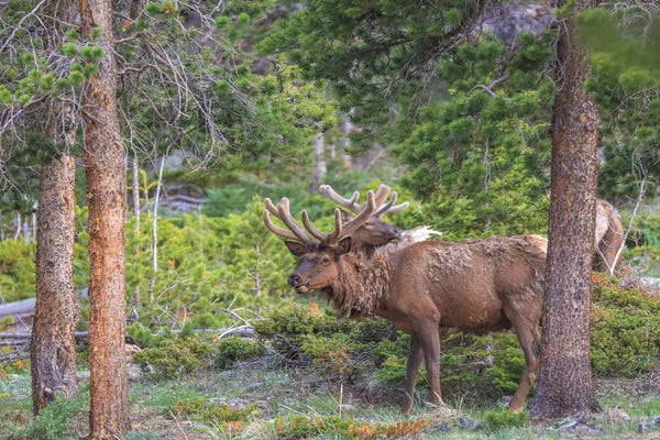 Rocky Mountain National Park: Rocky Mountain Elk by Dan Sproul