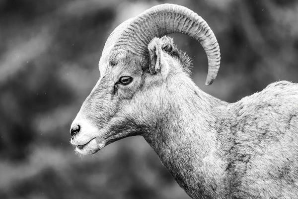 Rams: Bighorn Ram Portrait by Dan Sproul