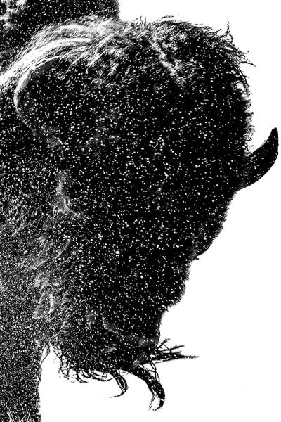 Bison & Buffaloes: Splash Bison Action by Dan Sproul