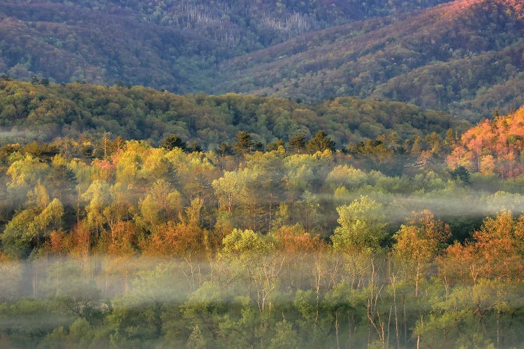 Foggy Autumn Forest Panorama