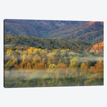 Foggy Autumn Forest Panorama Canvas Print #DSP236} by Dan Sproul Canvas Artwork