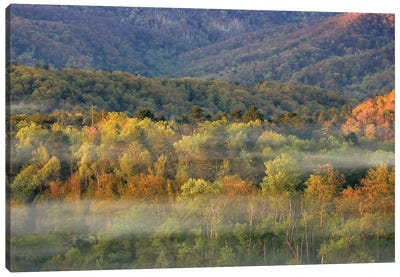 Foggy Autumn Forest Panorama Canvas Art Print - Dan Sproul
