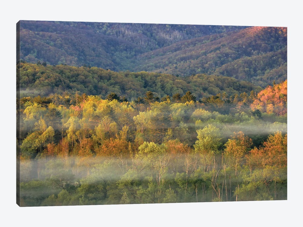 Foggy Autumn Forest Panorama by Dan Sproul 1-piece Canvas Art Print