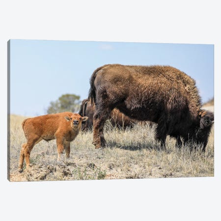 Baby Bison Canvas Print #DSP241} by Dan Sproul Canvas Art