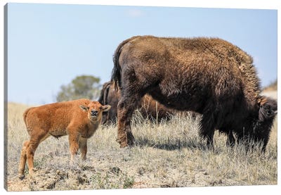 Baby Bison Canvas Art Print - Dan Sproul