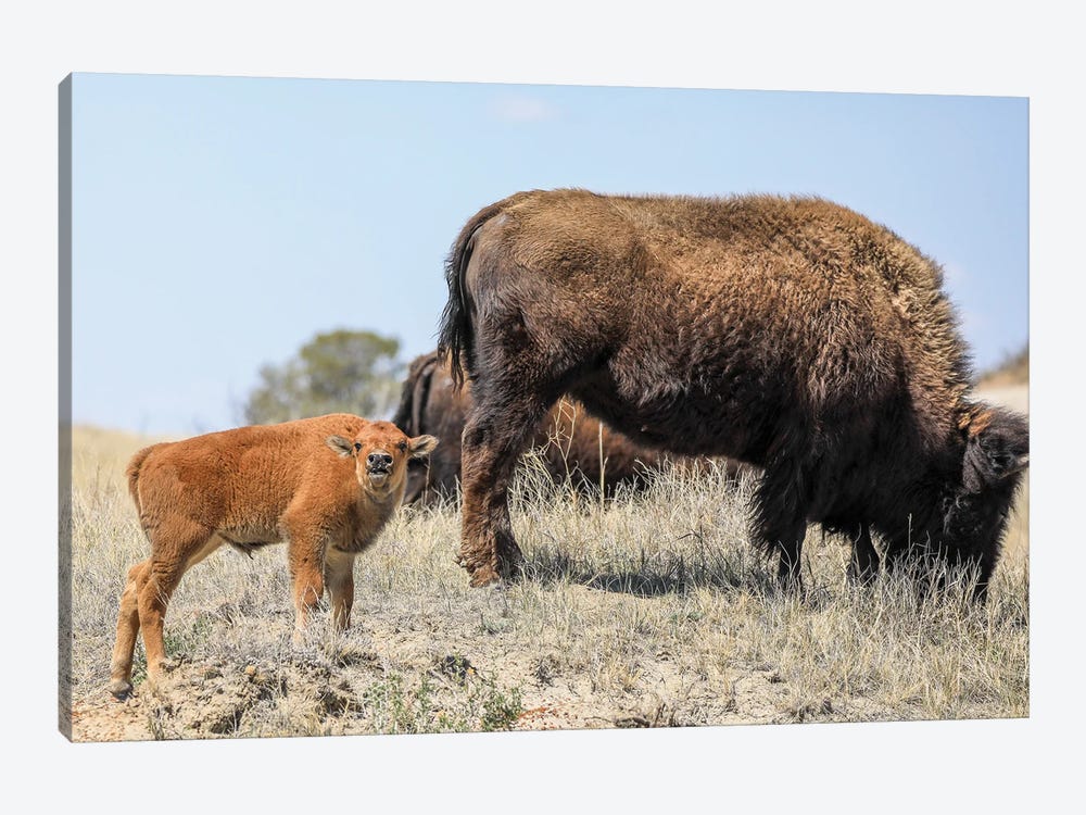 Baby Bison by Dan Sproul 1-piece Art Print