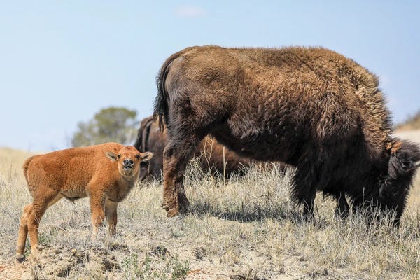 Bison & Buffaloes: Baby Bison by Dan Sproul