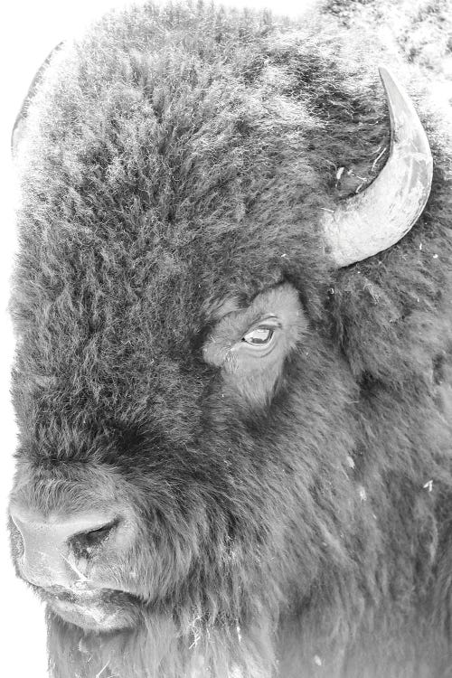 Bison Portrait