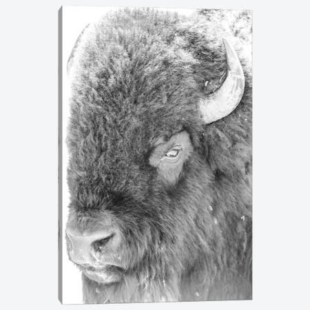 Bison Portrait Canvas Print #DSP242} by Dan Sproul Canvas Wall Art