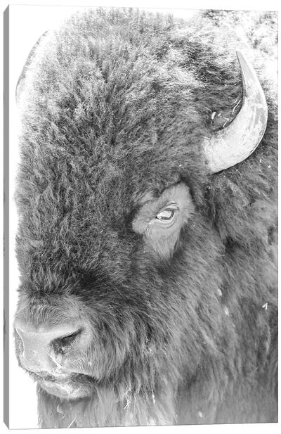 Bison Portrait Canvas Art Print - Dan Sproul