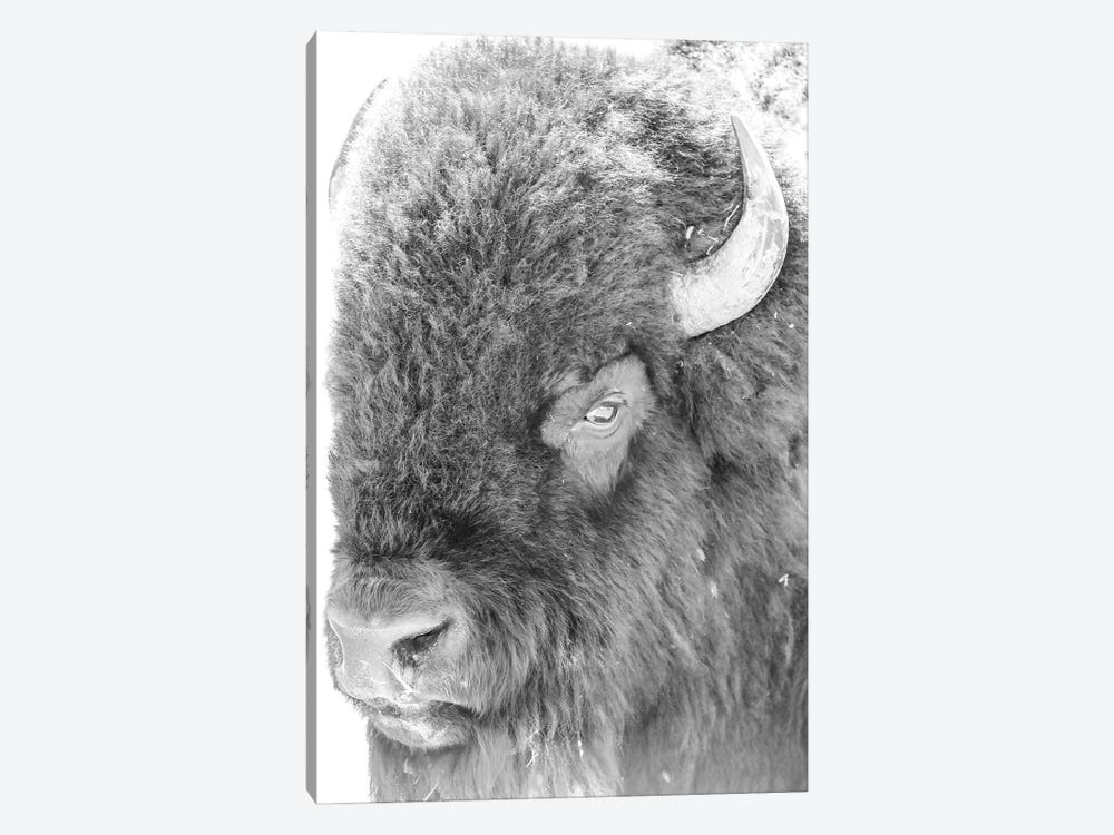 Bison Portrait by Dan Sproul 1-piece Canvas Wall Art