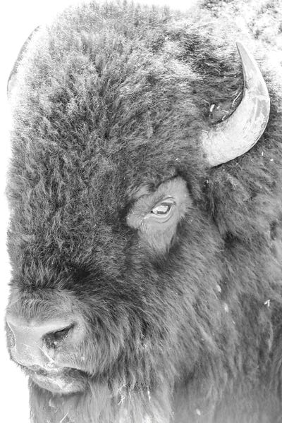 Bison & Buffaloes: Bison Portrait by Dan Sproul