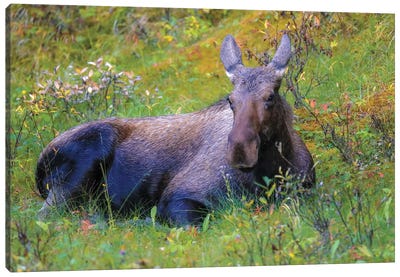 Moose In Grass Canvas Art Print - Moose Art