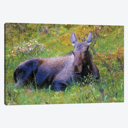 Moose In Grass Canvas Print #DSP243} by Dan Sproul Canvas Wall Art