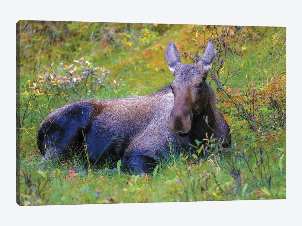 Moose In Grass by Dan Sproul 1-piece Canvas Art Print