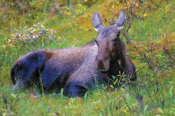 Moose: Moose In Grass by Dan Sproul
