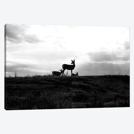 Deer Silhouette Black And White Canvas Print #DSP244} by Dan Sproul Canvas Print