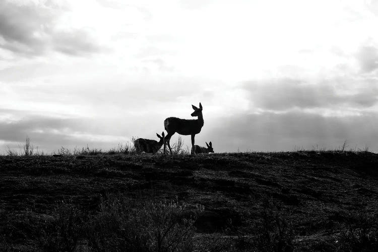Deer Silhouette Black And White by Dan Sproul wall art