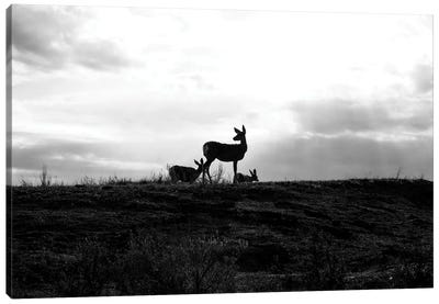 Deer Silhouette Black And White Canvas Art Print - Dan Sproul