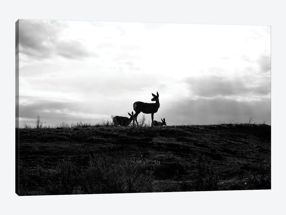 Deer Silhouette Black And White by Dan Sproul 1-piece Canvas Wall Art