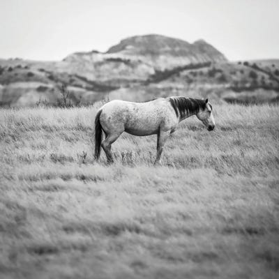 Badlands Wild Horse by Dan Sproul framed canvas print