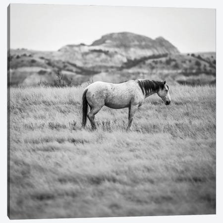 Badlands Wild Horse Canvas Print #DSP245} by Dan Sproul Art Print