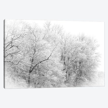 Winter Forest Canvas Print #DSP246} by Dan Sproul Art Print