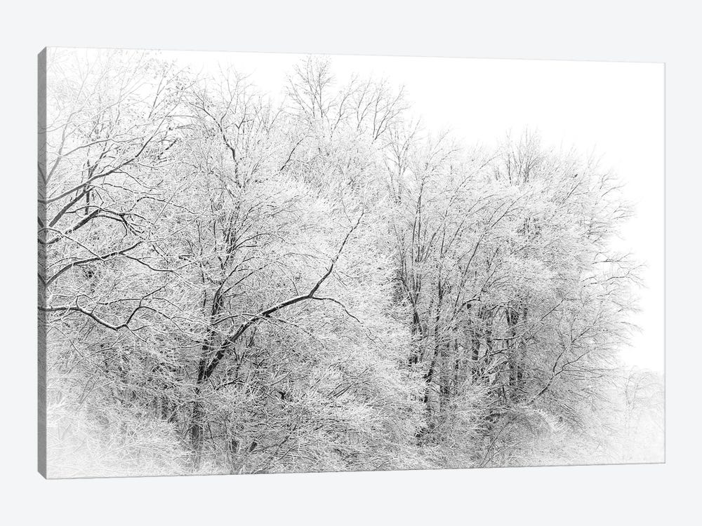Winter Forest by Dan Sproul 1-piece Canvas Wall Art