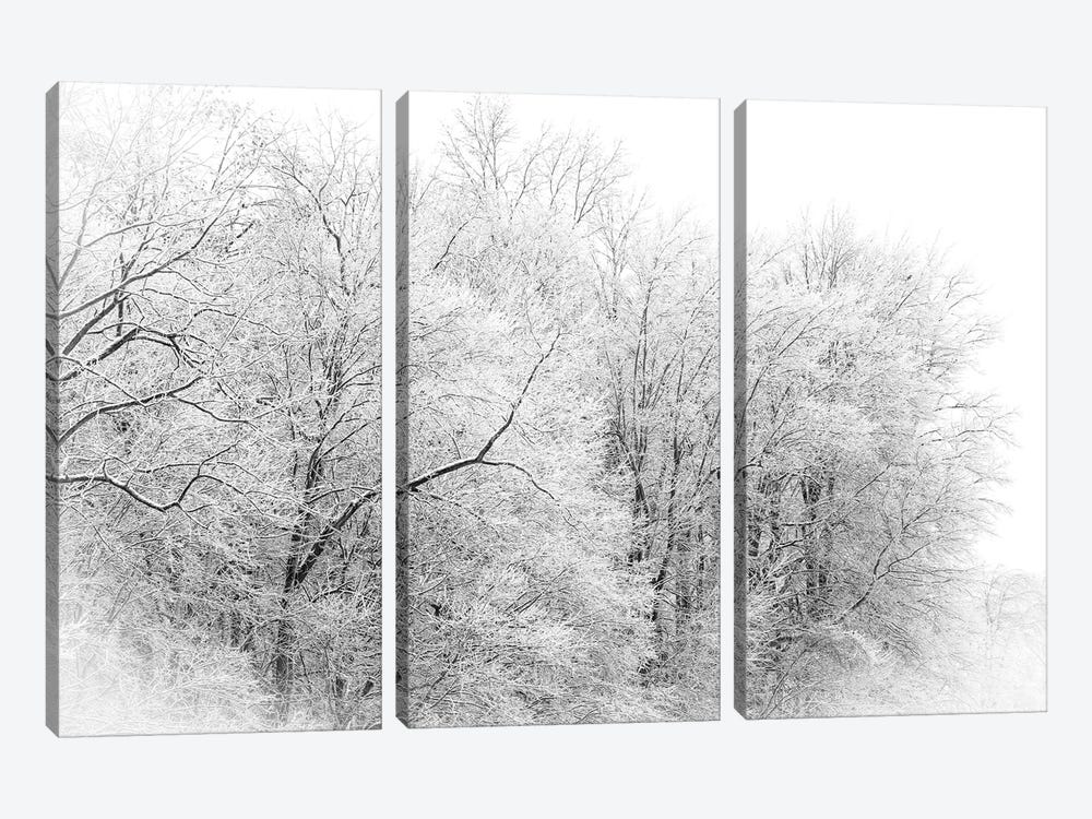 Winter Forest by Dan Sproul 3-piece Canvas Artwork