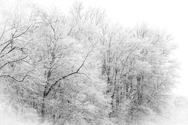 Black & White Photography: Winter Forest by Dan Sproul