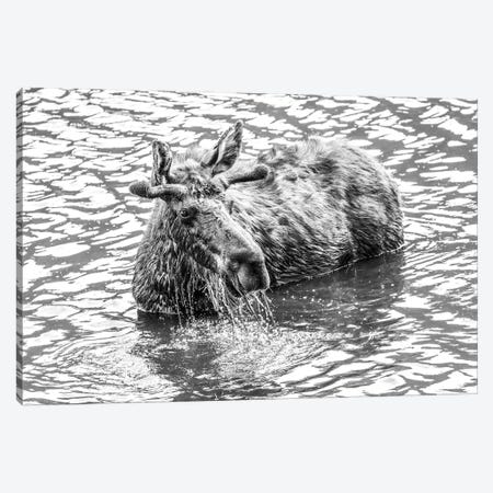 Moose Splashing In Lake Canvas Print #DSP247} by Dan Sproul Canvas Print