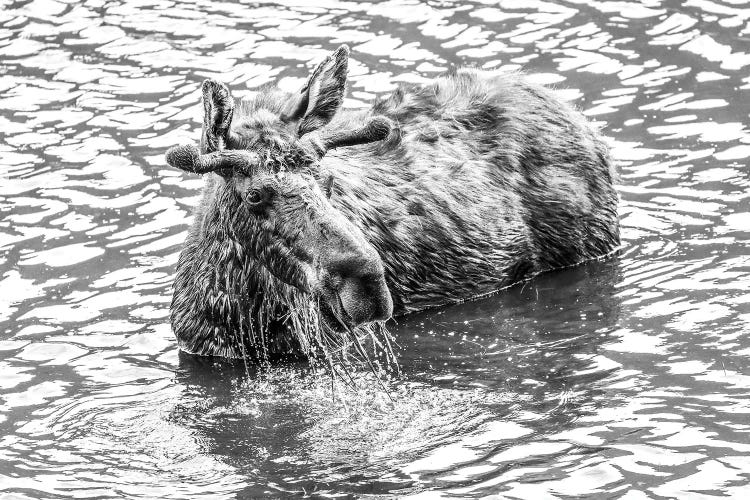 Moose Splashing In Lake