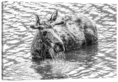 Moose Splashing In Lake Canvas Art Print - Dan Sproul