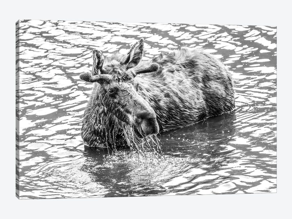Moose Splashing In Lake by Dan Sproul 1-piece Art Print