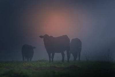 Cattle Silhouette by Dan Sproul framed canvas print